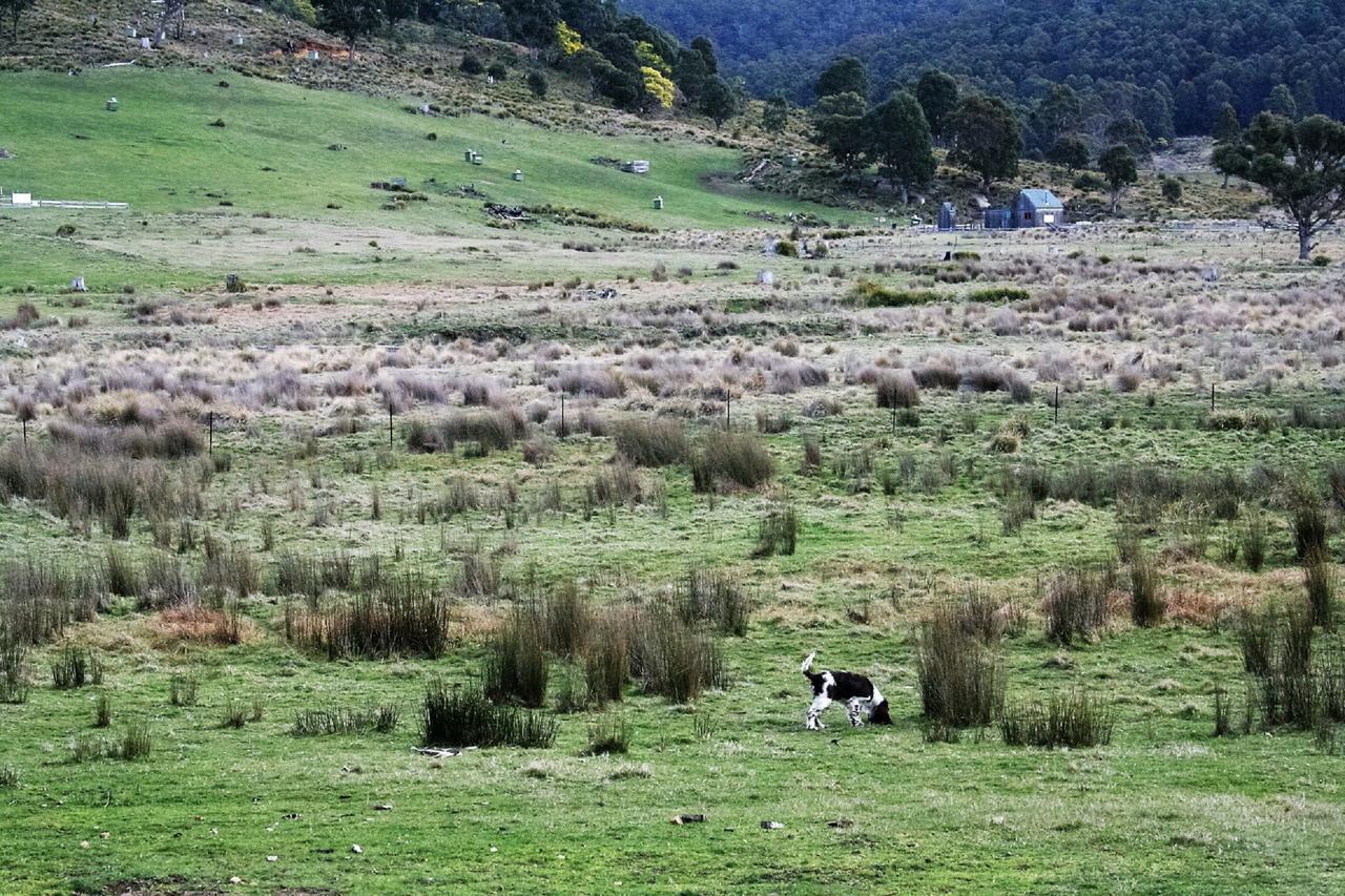 Currawong Lakes Tasmania Lake Leake ภายนอก รูปภาพ